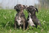 AMSTAFF  PUPPIES 232